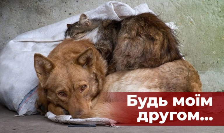 Як допомогти тваринам під час війни?
